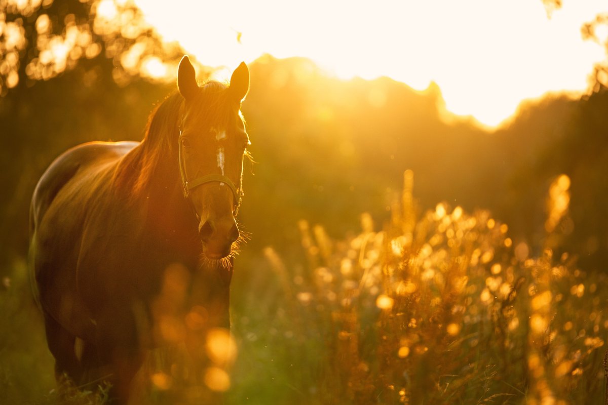Pferd auf der Weide im goldenen Gegenlicht der Abendsonne